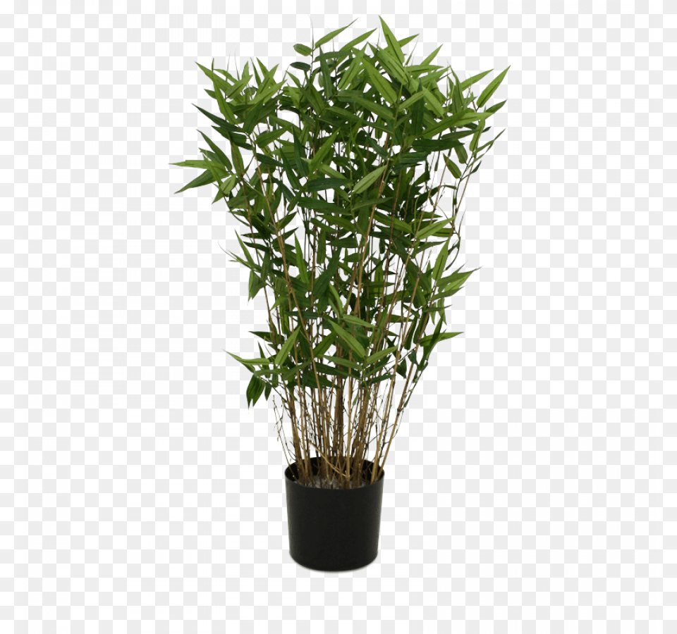 Transparent Bamboo Tree Potted Bamboo Plant, Potted Plant Free Png