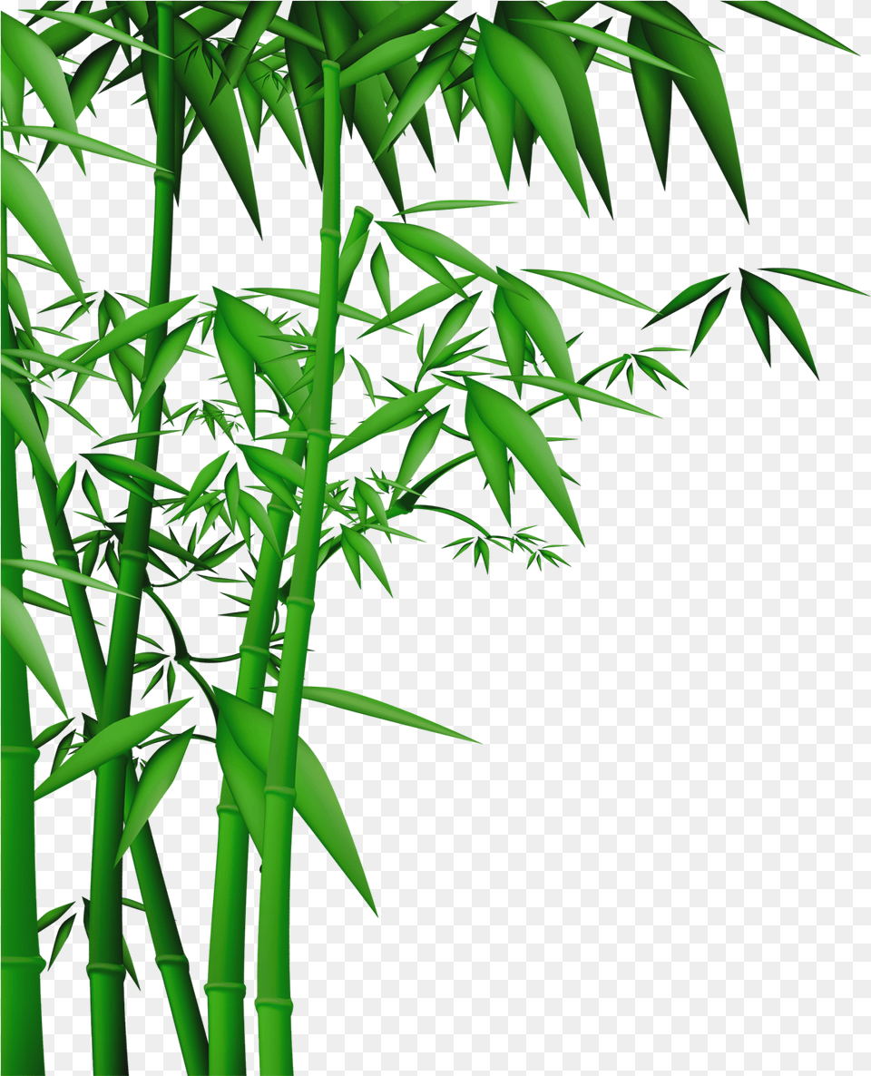 Bamboo Vector Bamboo Tree Vector, Plant Free Transparent Png