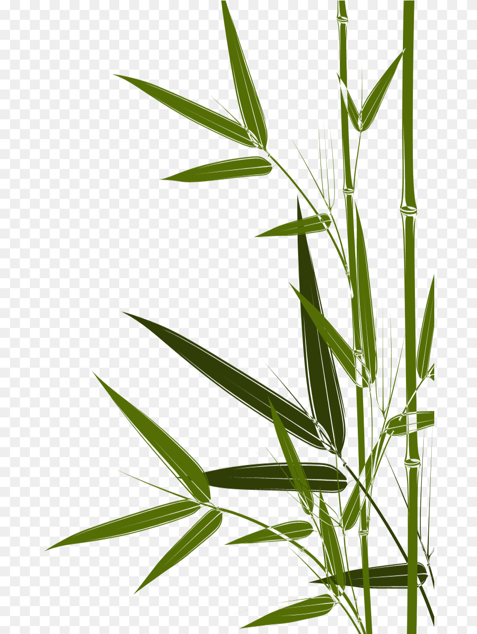Transparent Bambus Clipart Crop, Plant, Bamboo Png Image