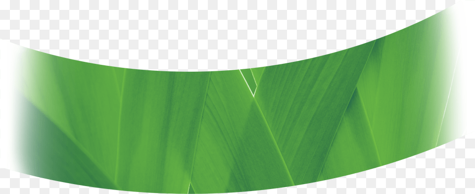 Transparent Banana Leaves Tree, Grass, Green, Leaf, Plant Free Png Download