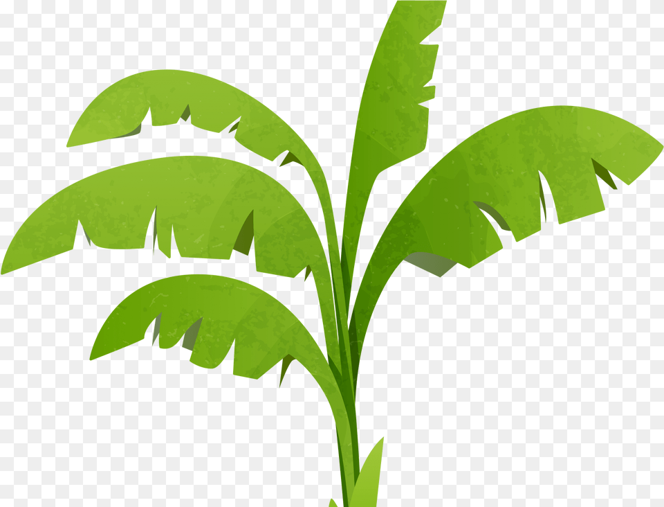 Transparent Banana Tree Clipart Download Banana Tree Vector, Green, Leaf, Plant, Food Free Png