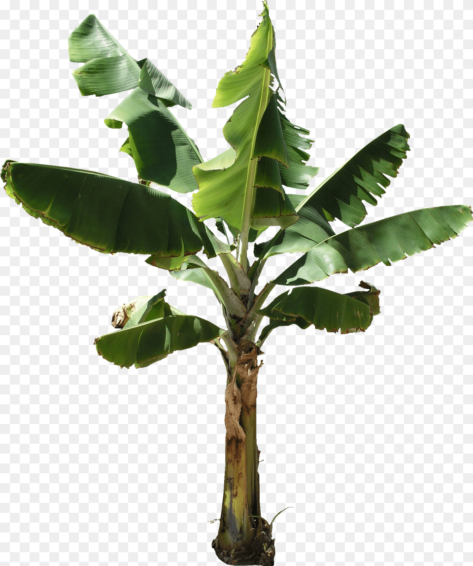 Transparent Banana Tree Hd Banana Tree, Food, Fruit, Leaf, Plant Free Png