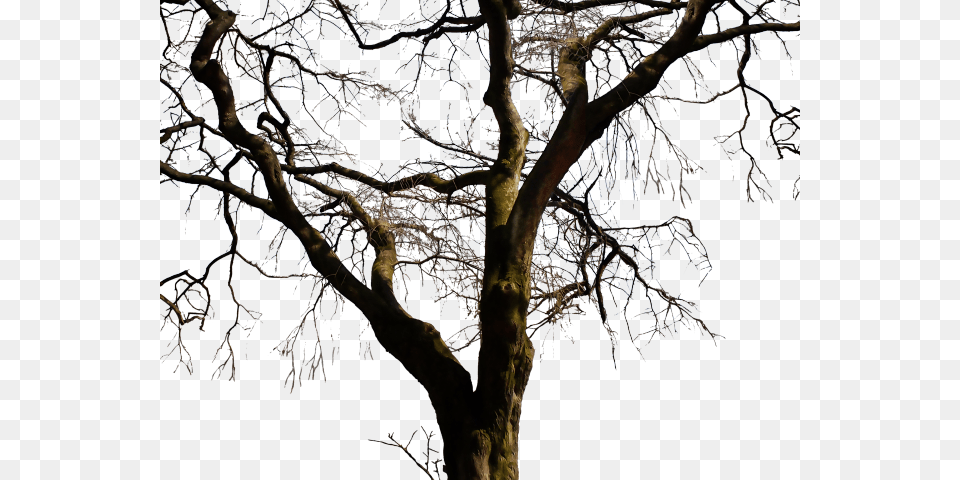 Transparent Bare Trees Clipart Real Dead Tree, Weather, Tree Trunk, Plant, Outdoors Free Png