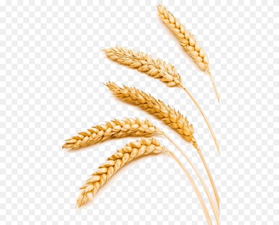 Transparent Barley Compare Wheat And Barley, Food, Grain, Produce, Crib Free Png Download