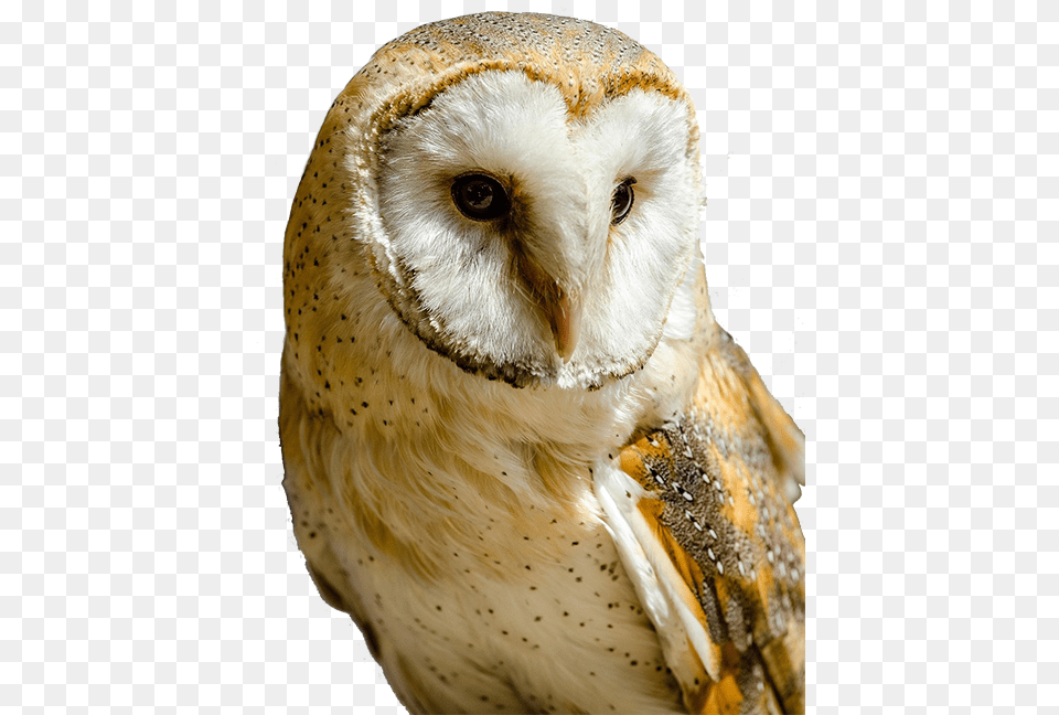 Transparent Barn Owl Clipart White And Yellow Owl, Animal, Bird Png