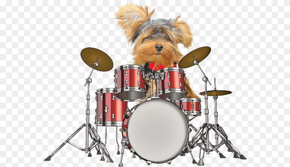 Transparent Bass Drum Clipart Drums, Musical Instrument, Percussion, Animal, Canine Free Png