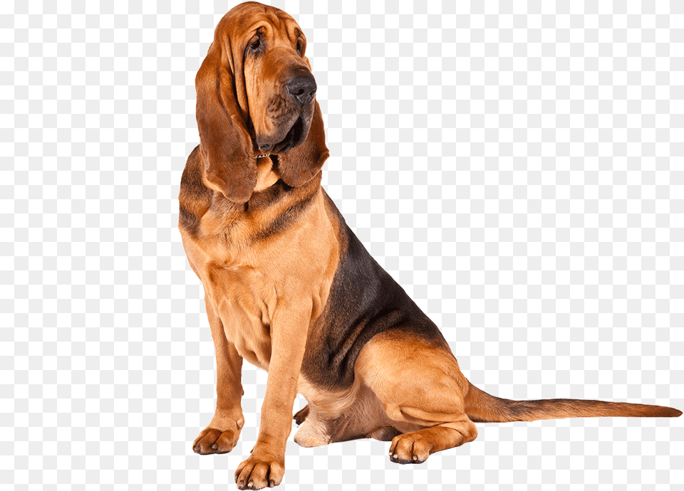 Transparent Basset Hound Bloodhound, Animal, Canine, Dog, Mammal Free Png