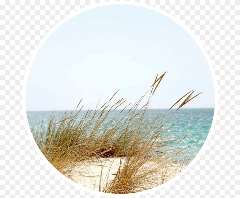 Beach Grass Sommar, Photography, Plant, Shoreline, Sea Free Transparent Png