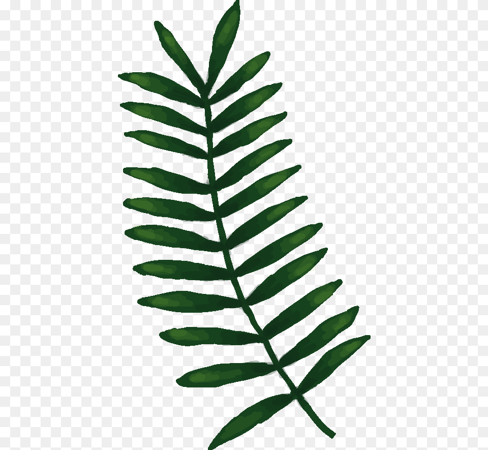 Transparent Bean Plant Sorbus, Fern, Leaf, Tree, Moss Png Image