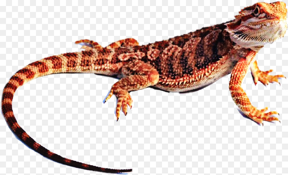 Transparent Bearded Dragon Dragon Lizard, Animal, Gecko, Reptile, Electronics Free Png Download