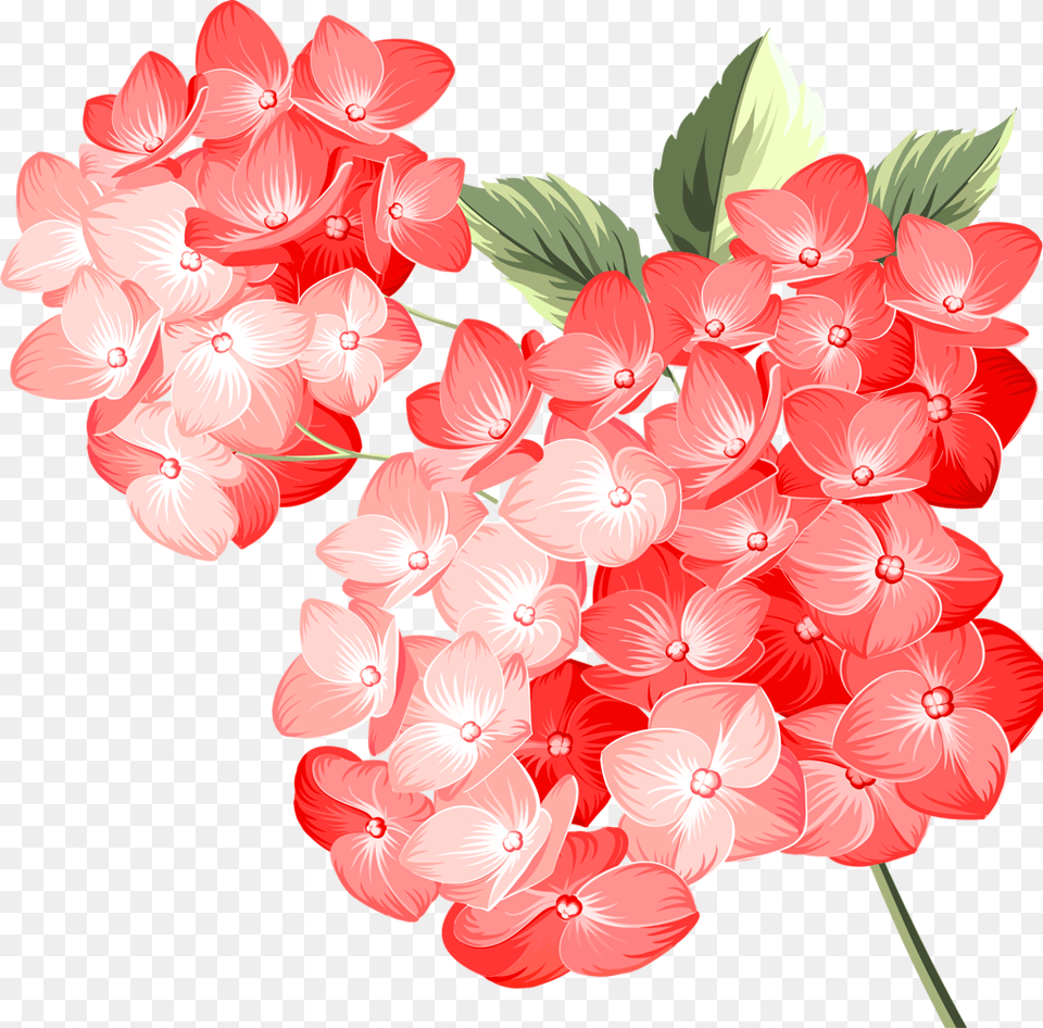 Transparent Beautiful Flowers Frame Vintage Flower Pink Color Vector, Dahlia, Geranium, Petal, Plant Free Png