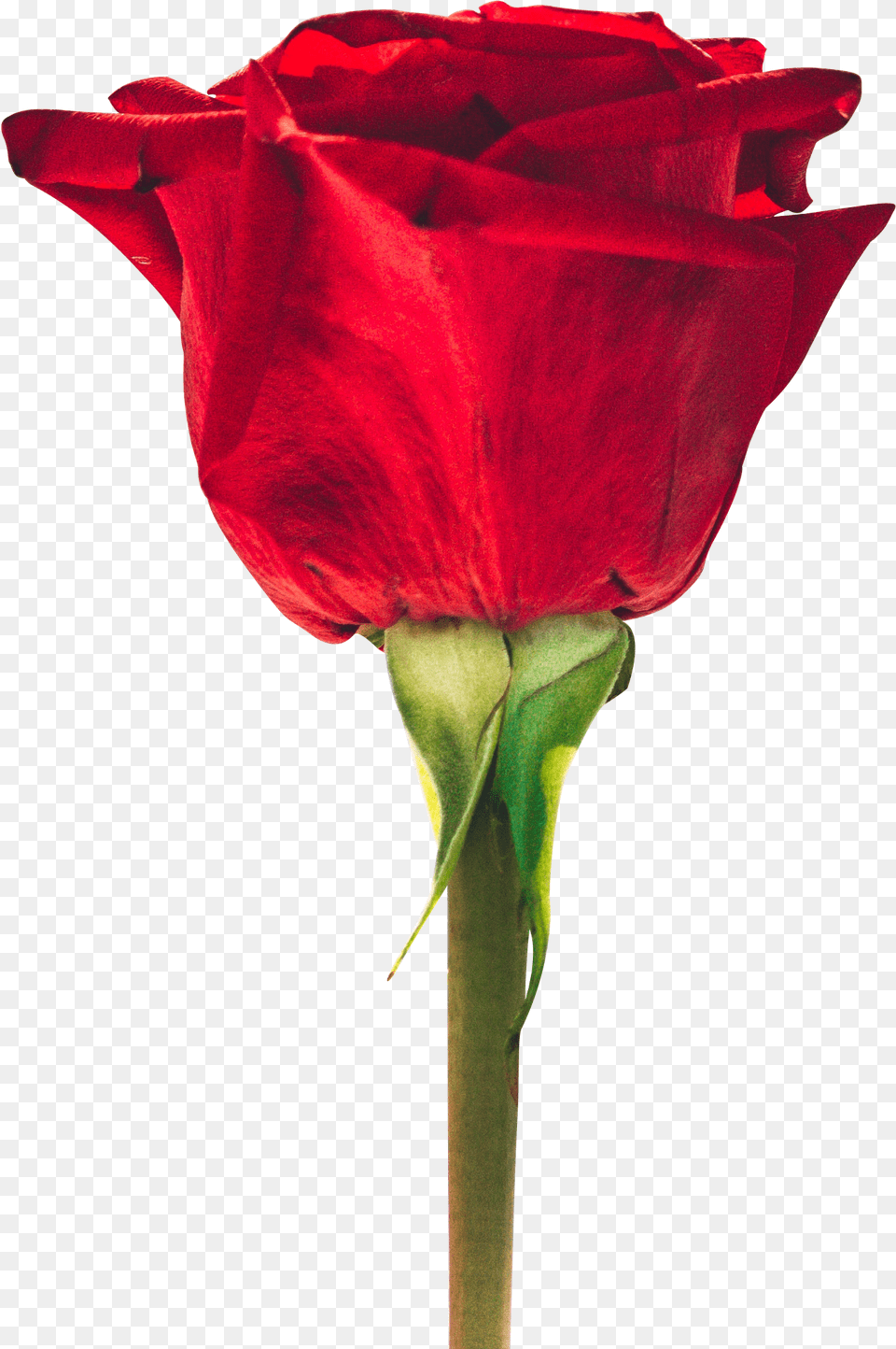 Beautiful Red Rose Download Searchpngcom Good Morning Flower Images With Quotes, Plant, Petal, Person Free Transparent Png