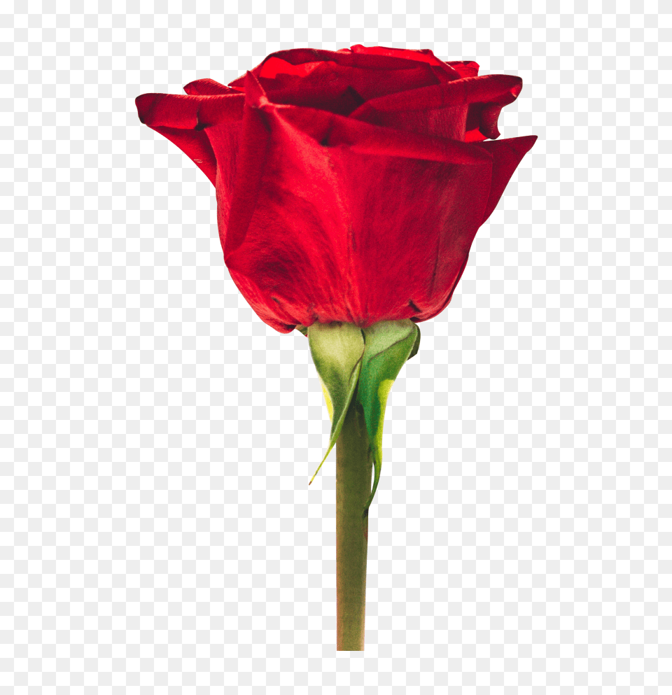 Transparent Beautiful Red Rose Beautiful Love Good Morning Quotes, Flower, Plant, Petal Free Png