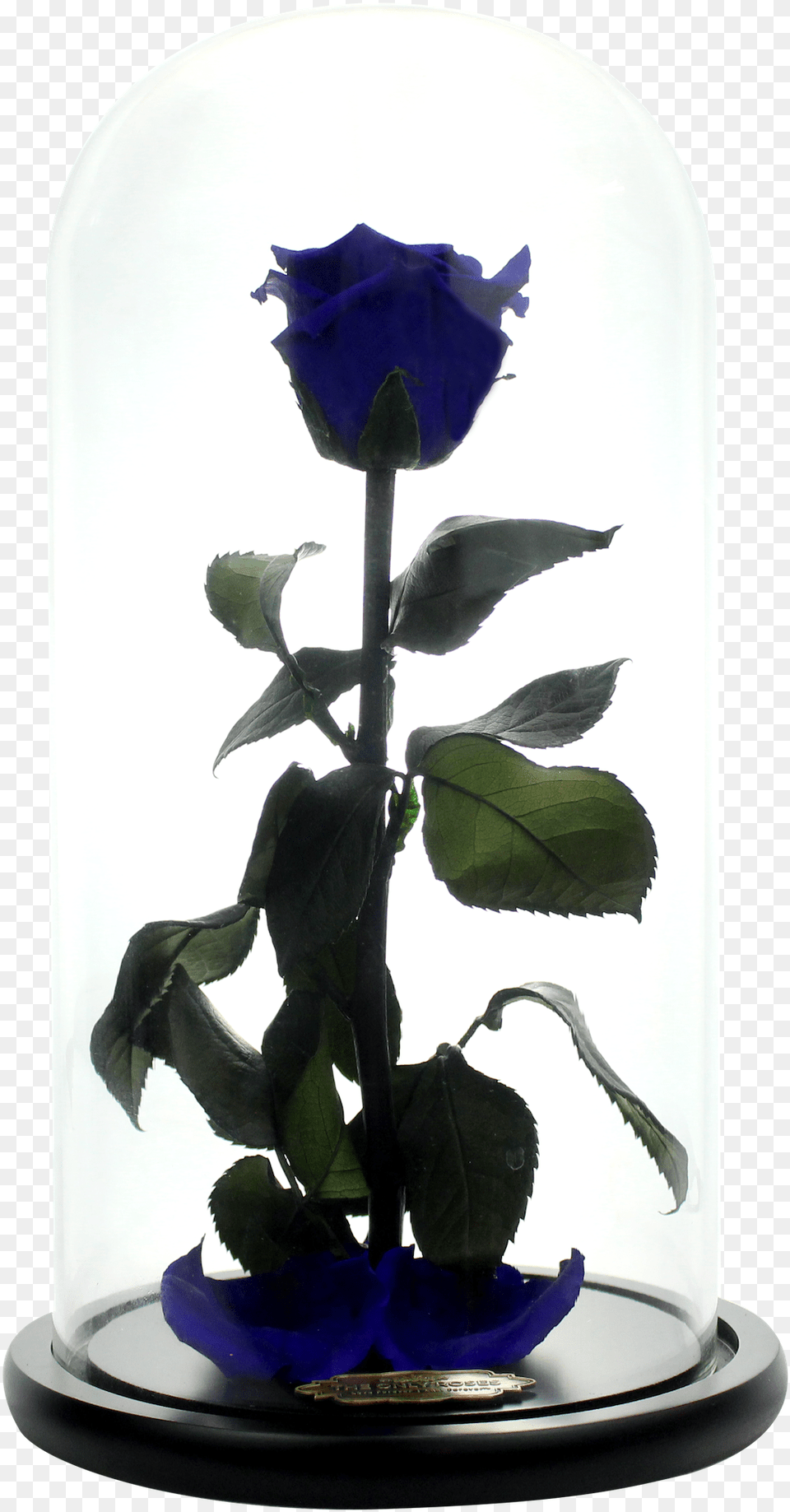 Transparent Beauty And The Beast Rose Blue Rose, Flower, Flower Arrangement, Plant Png Image