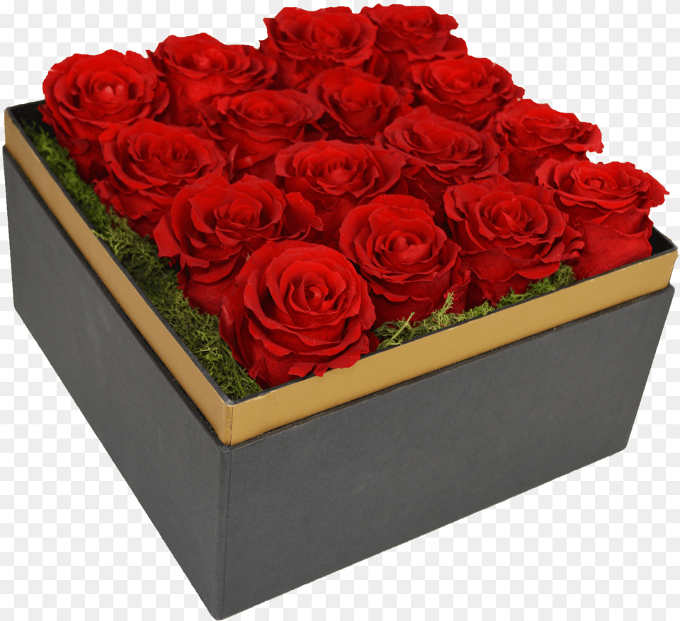 Transparent Beauty And The Beast Rose Clipart Garden Roses, Flower, Flower Arrangement, Flower Bouquet, Plant Free Png