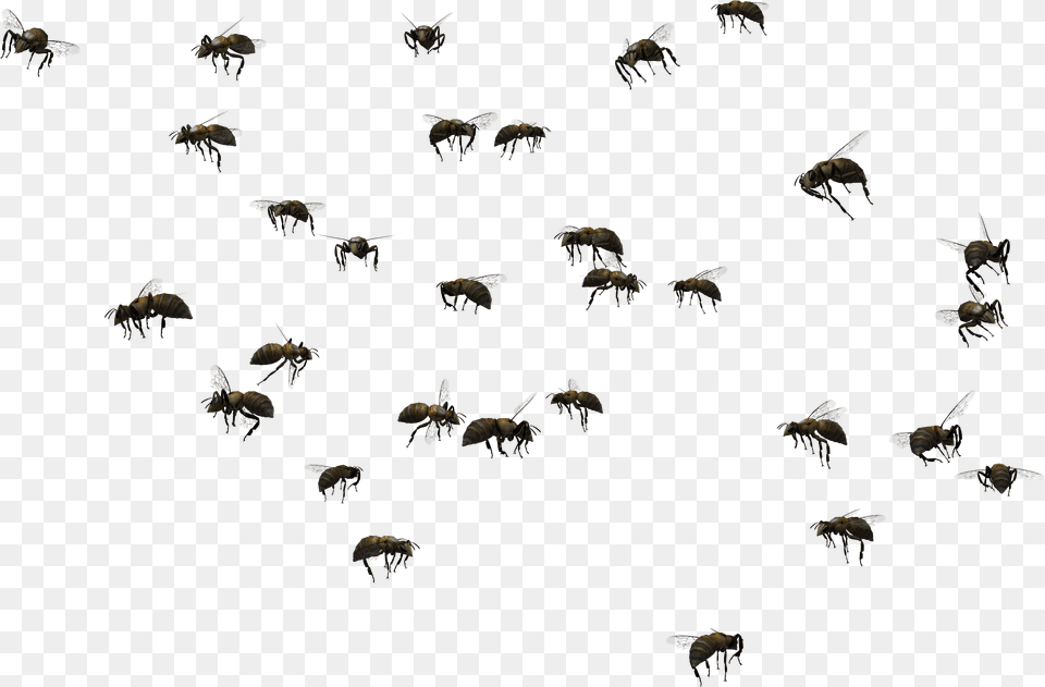 Transparent Bee Hive Clip Art Swarm Of Bees, Animal, Bird, Flying, Honey Bee Png