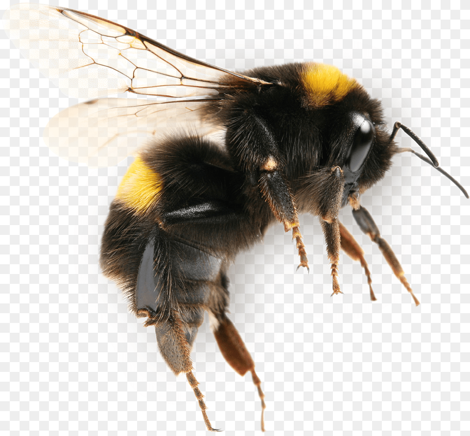 Transparent Bee Insect Transparent Bumblebee, Animal, Apidae, Invertebrate, Honey Bee Png