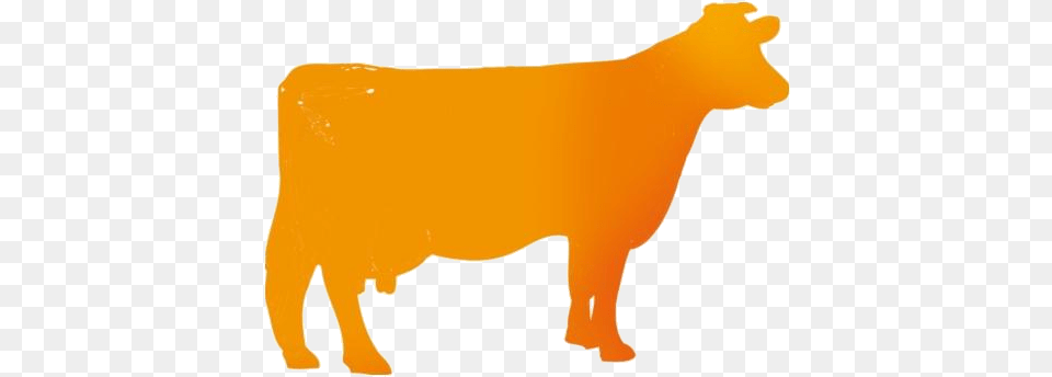 Transparent Beef Cattle Dairy Cow, Animal, Livestock, Mammal, Fish Png Image