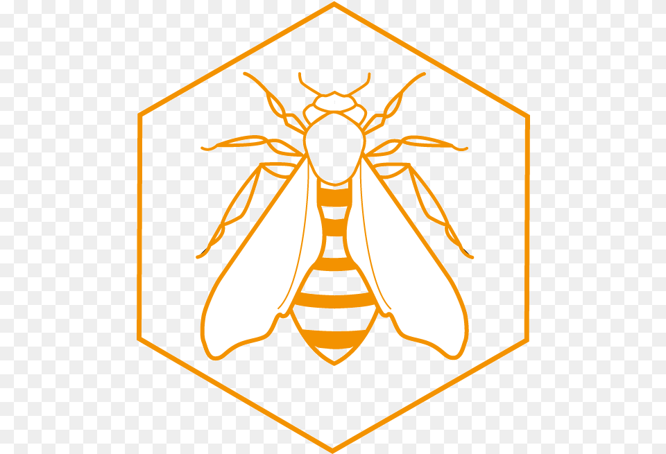 Beehive Net Winged Insects, Insect, Animal, Bee, Wasp Free Transparent Png