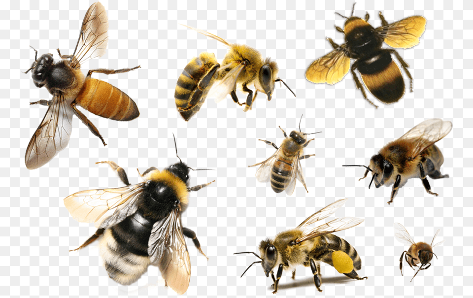 Transparent Bees, Animal, Apidae, Bee, Bumblebee Free Png Download