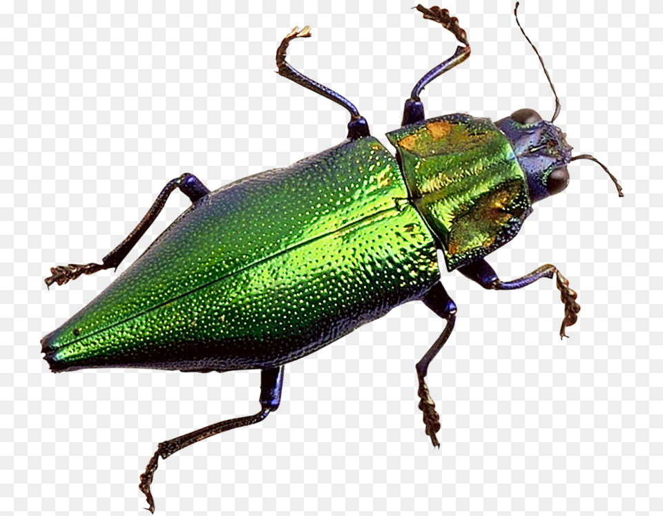Transparent Beetle Bug, Animal, Insect, Invertebrate Png