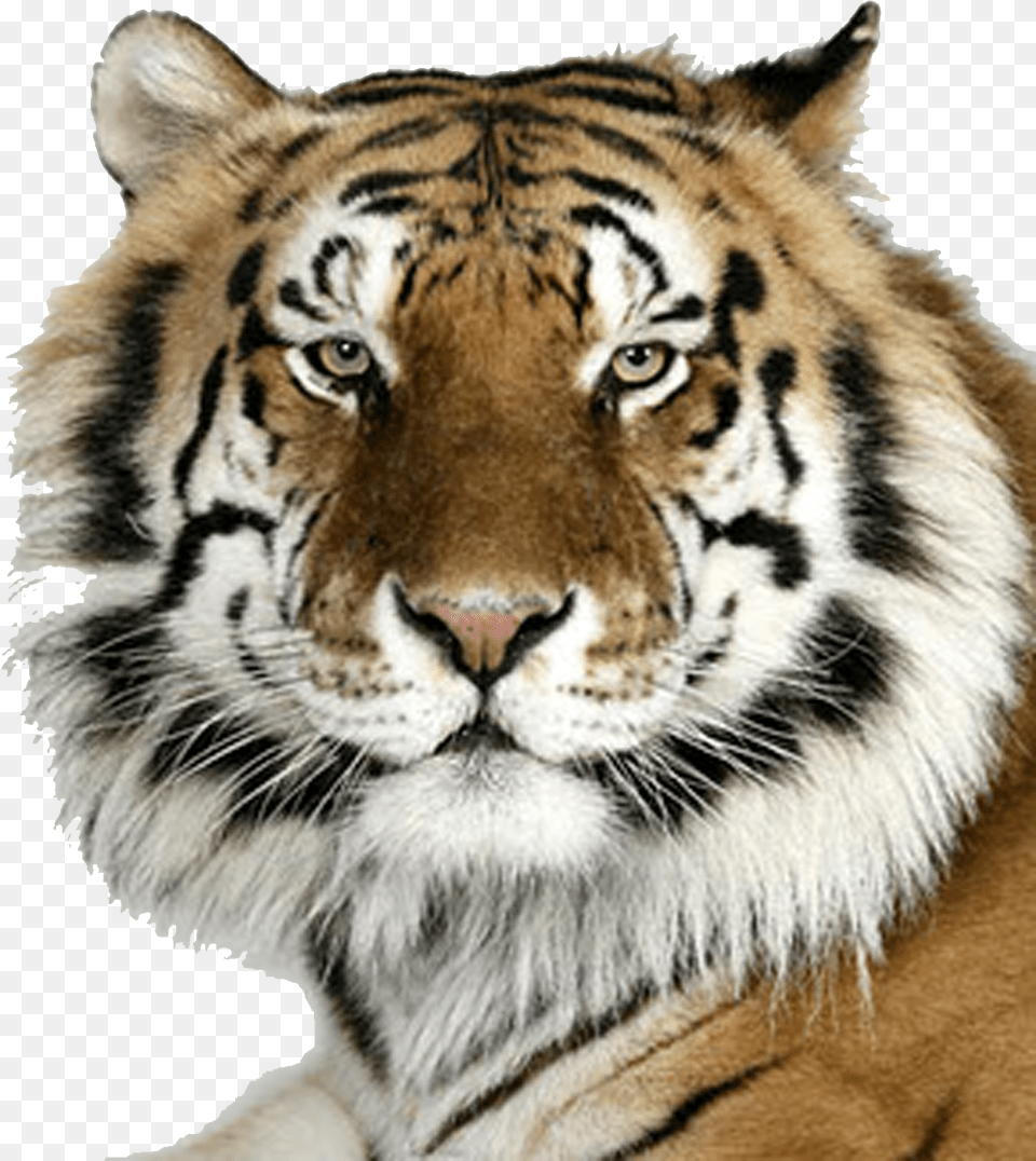 Transparent Bengal Tiger Bengal Tiger, Animal, Mammal, Wildlife Png