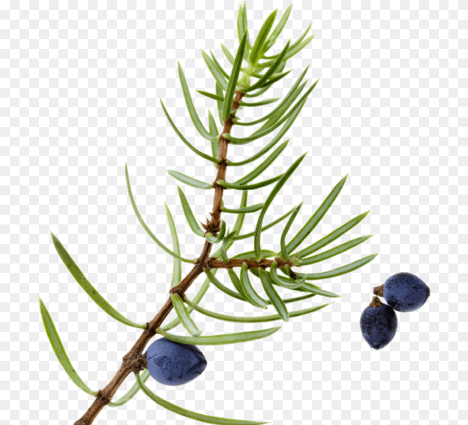 Berry Bush Juniper Berry, Tree, Conifer, Plant, Produce Free Transparent Png