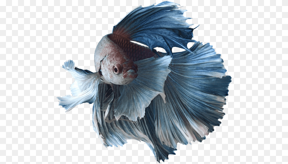Betta Fish, Animal, Sea Life Free Transparent Png