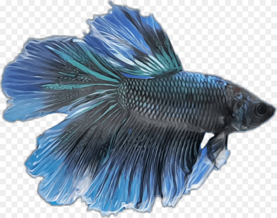 Transparent Betta Fish Clipart Blue Betta Fish, Animal, Sea Life, Aquatic, Water Png Image