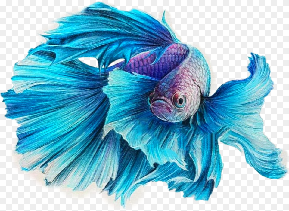 Transparent Betta Fish Clipart Fish Drawing Color Pencil, Animal, Sea Life Png Image