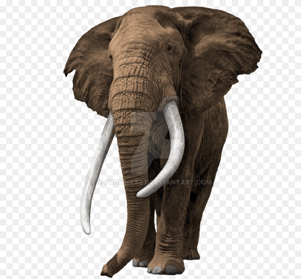 Bg Elephant Elephant On Background, Animal, Mammal, Wildlife Free Transparent Png