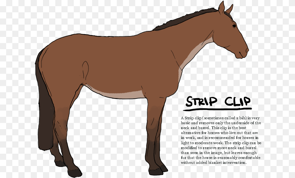 Transparent Bib Strip Clip For Horses, Animal, Colt Horse, Horse, Mammal Png Image