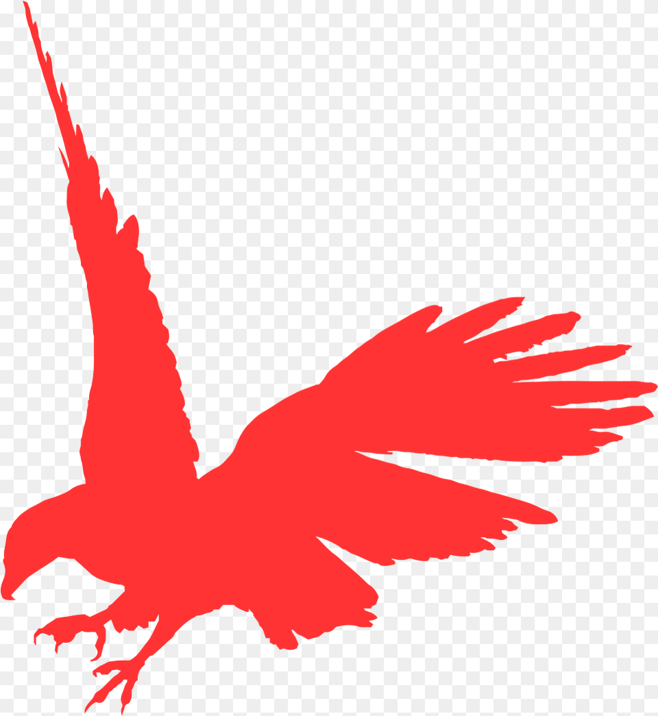 Transparent Big Bird Face Flying Raven, Person, Animal Free Png Download
