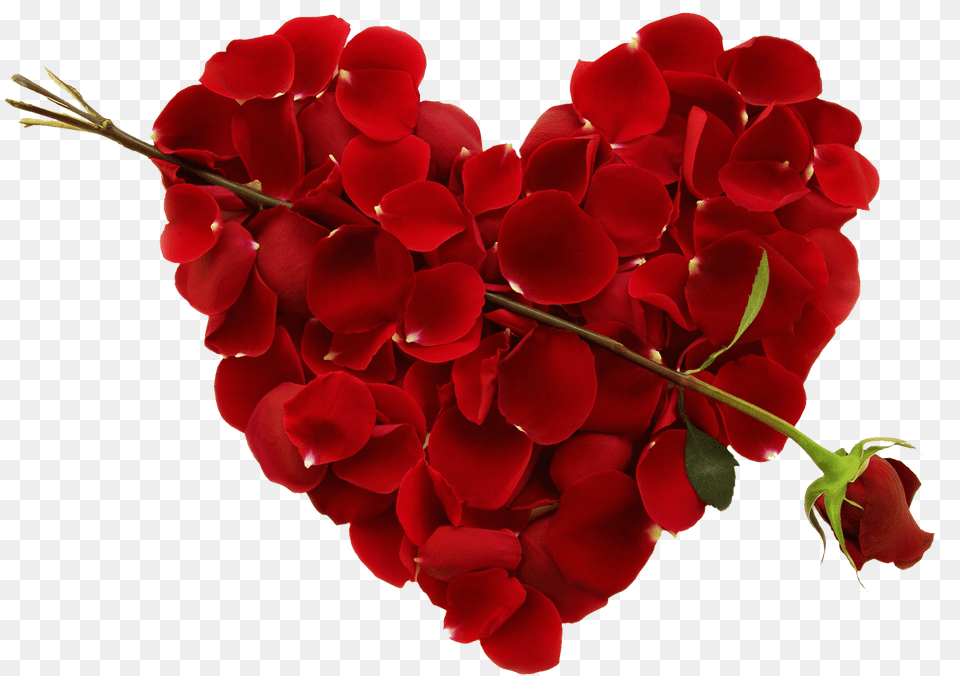 Transparent Big Heart Happy Valentine39s Day Girlfriend, Flower, Geranium, Petal, Plant Free Png