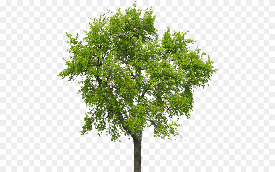 Transparent Big Tree Silver Birch Tree No Background, Oak, Plant, Sycamore, Leaf Free Png