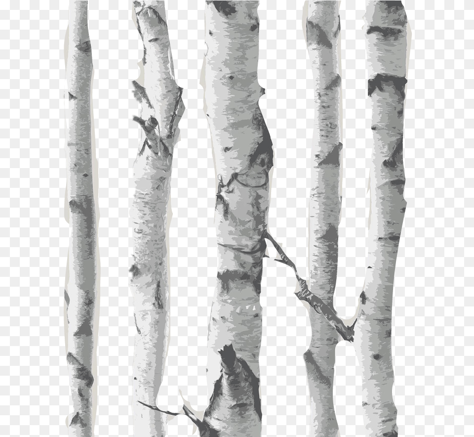 Transparent Birch Tree Clipart Birch Tree Transparent Background, Plant, Tree Trunk, Adult, Person Png Image
