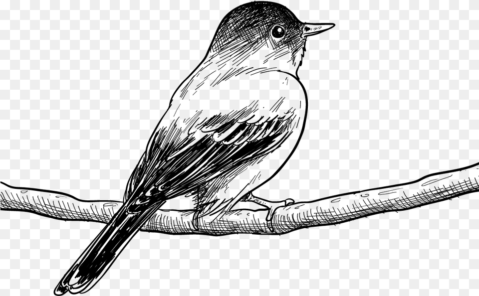 Transparent Bird Drawing Bird Drawing, Gray Png Image