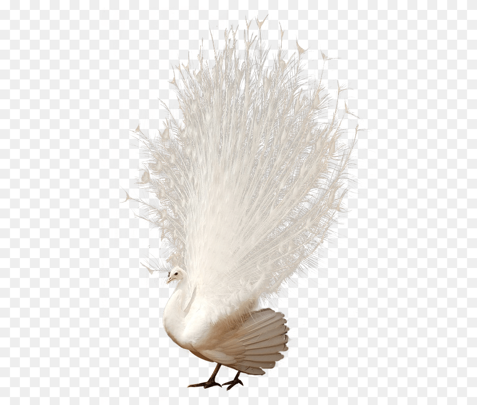 Bird Feathers White Peacock, Plant, Animal, Beak Free Transparent Png
