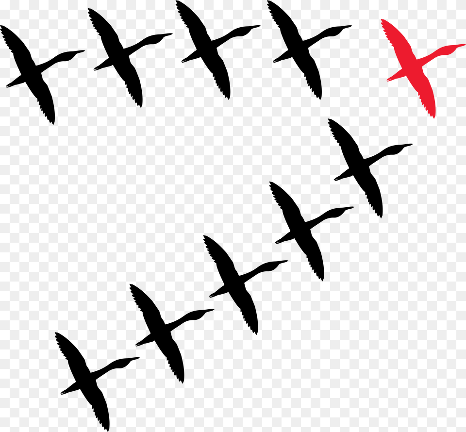 Transparent Bird Flock Flock, Animal, Flying, Aircraft, Airliner Free Png Download