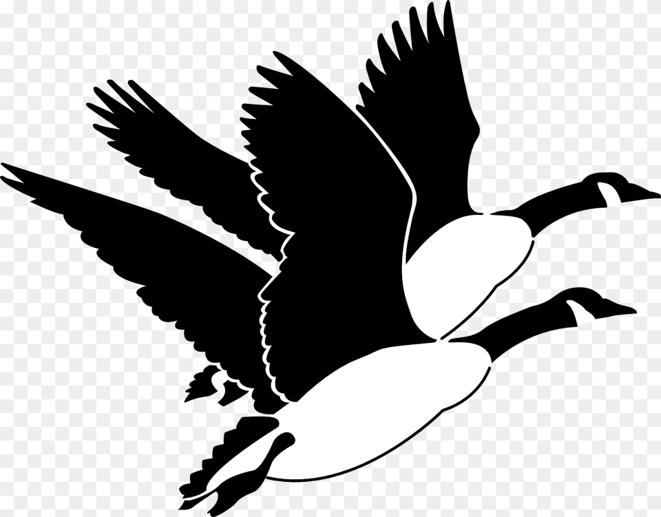 Transparent Bird Flying Canadian Geese Clipart, Silhouette, Stencil, Baby, Person Free Png Download