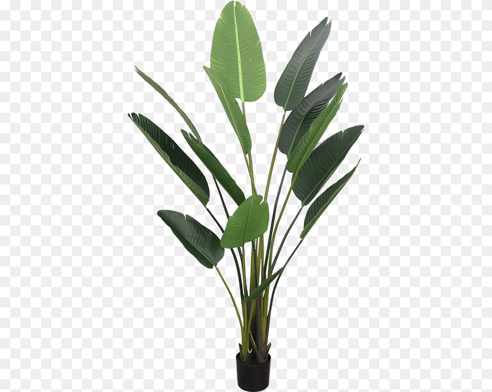 Transparent Bird Of Paradise, Flower, Leaf, Plant, Flower Arrangement Free Png