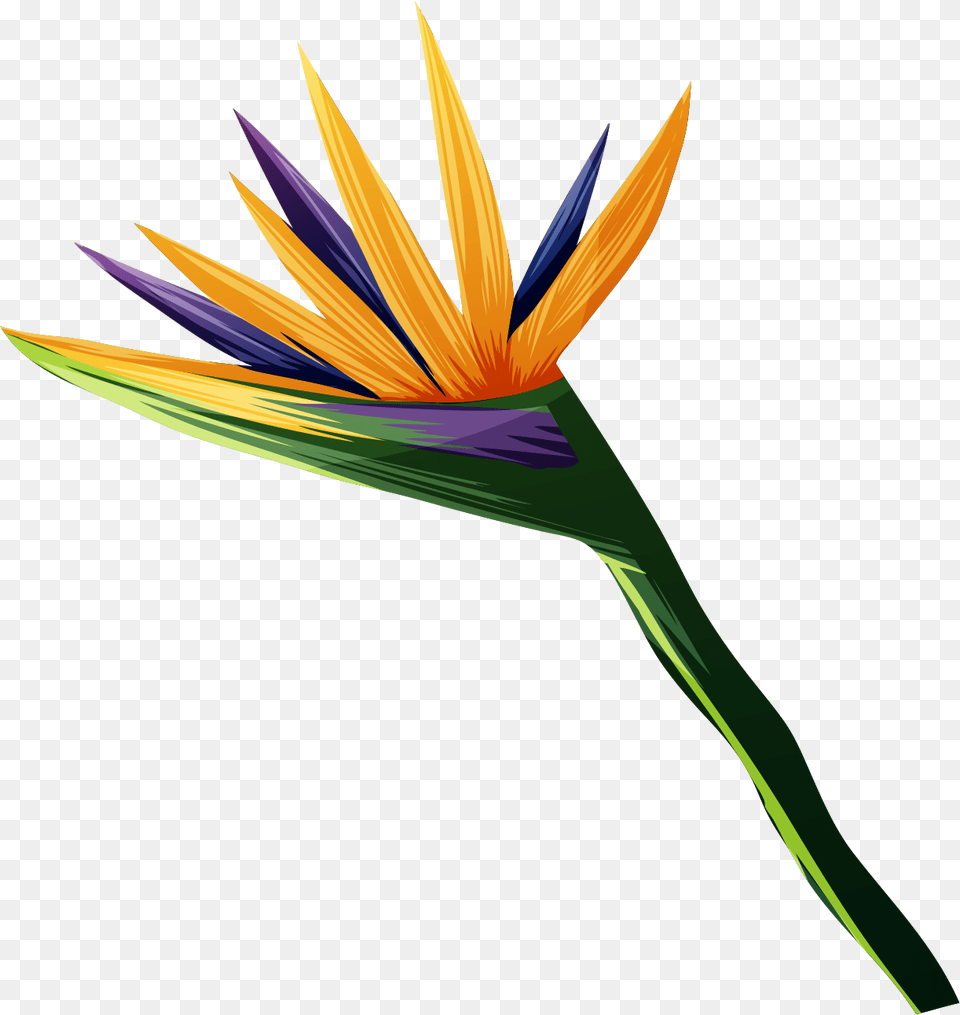 Transparent Bird Of Paradise Plant, Flower, Daisy, Art, Graphics Png Image