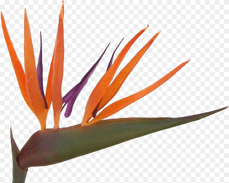 Bird Of Paradise Plant Bird Of Paradise, Flower Free Transparent Png