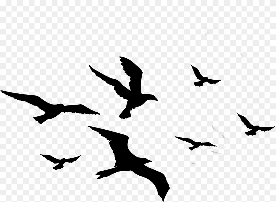 Transparent Bird Silhouette Clipart Flock Of Birds Silhouette, Animal Png Image