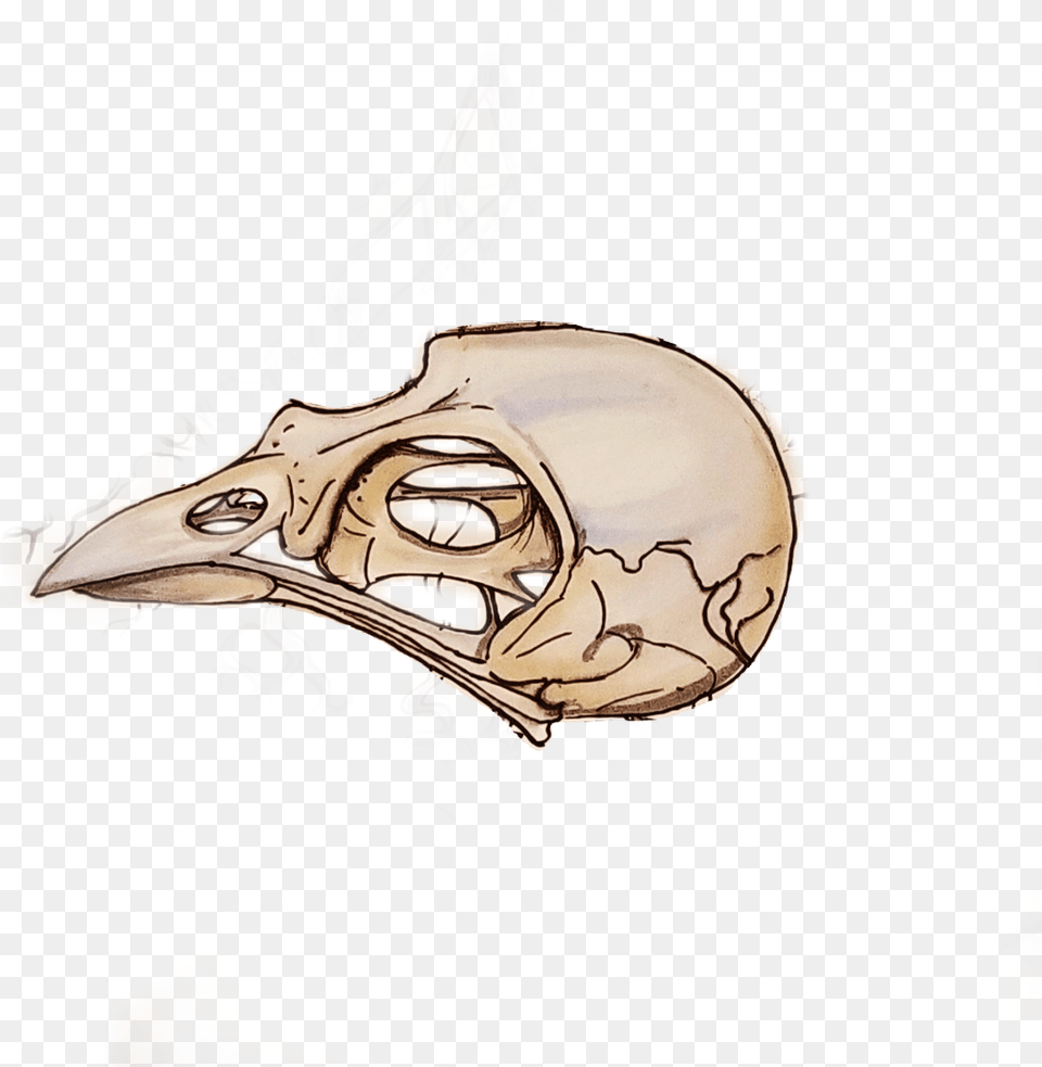 Transparent Bird Skull Clipart Drawings Of Bird Skull, Animal, Beak, Adult, Person Png