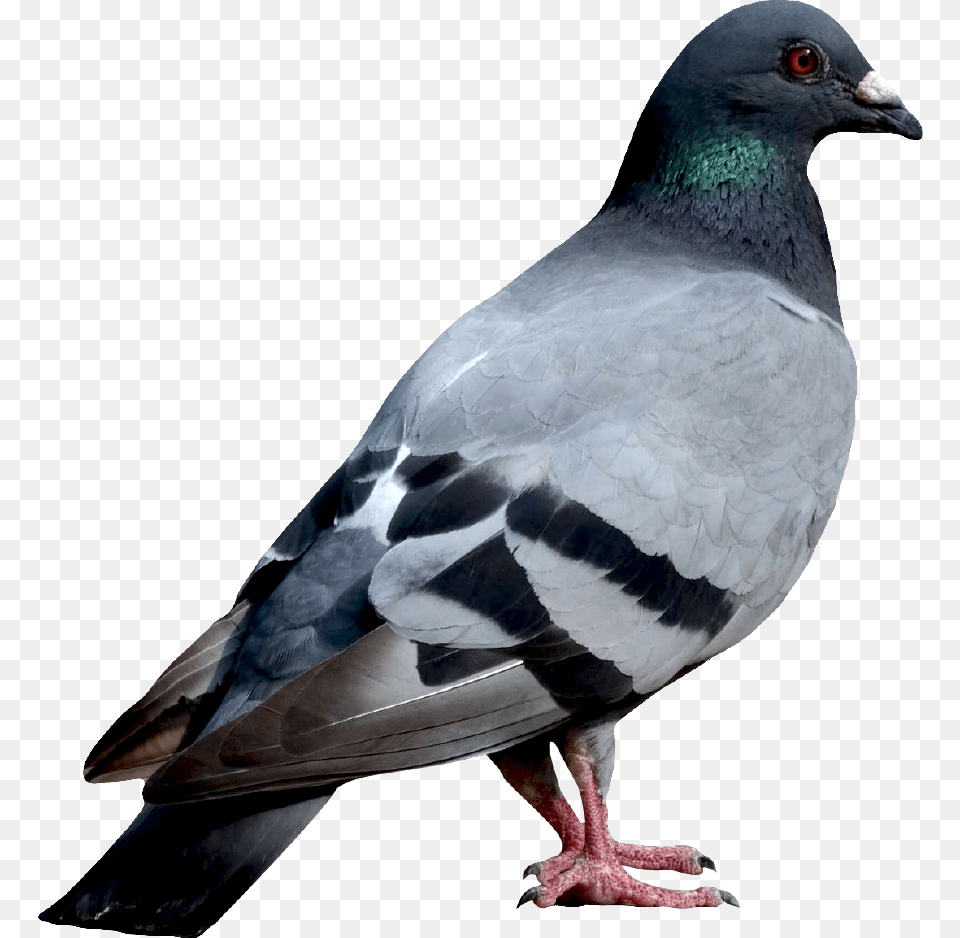 Bird Standing, Animal, Pigeon, Dove Free Transparent Png