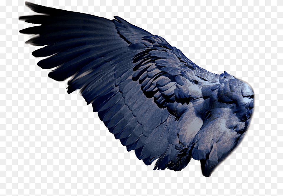 Transparent Bird Wing, Animal, Vulture, Eagle Png Image