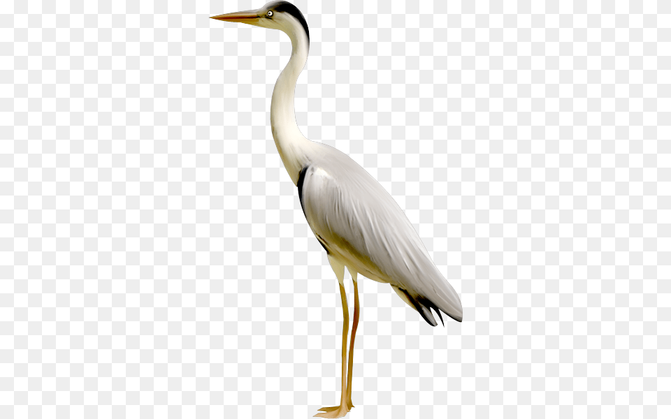 Transparent Birds Crane Transparent Crane Bird, Animal, Crane Bird, Waterfowl, Stork Png