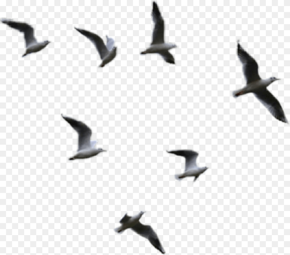 Birds Flying Clipart Birds Flying, Animal, Bird, Flock, Seagull Free Transparent Png