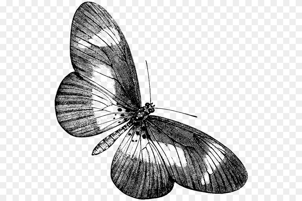Black And White Butterfly, Art, Drawing Free Transparent Png